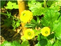 ranunkula, žabnjak - lat. ranunculus